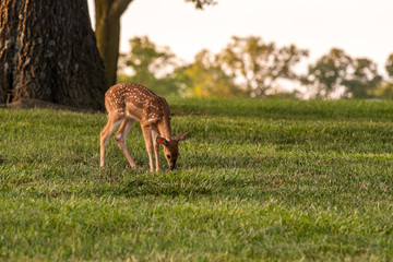 Wall Mural - white-tailed deer fawn in late evening