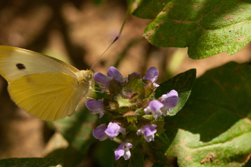 Beautiful white butterfly on flower in the garden