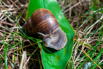 Big snail crawls on a leaf