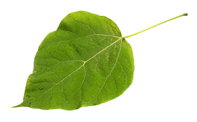 Wall Mural - natural green leaf of catalpa tree cutout on white