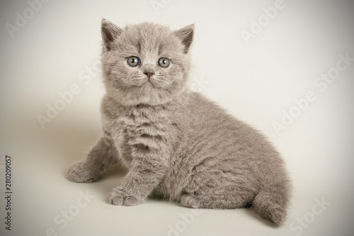British Shorthair Cat On Colored Backgrounds Buy This Stock