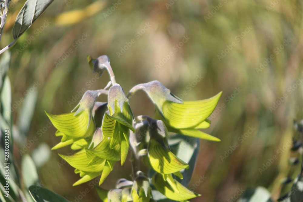 Green bird flower (Crotalaria cunninghamii). Blossoms looking like birds.  Edited using fish eye camera effect Stock Photo | Adobe Stock
