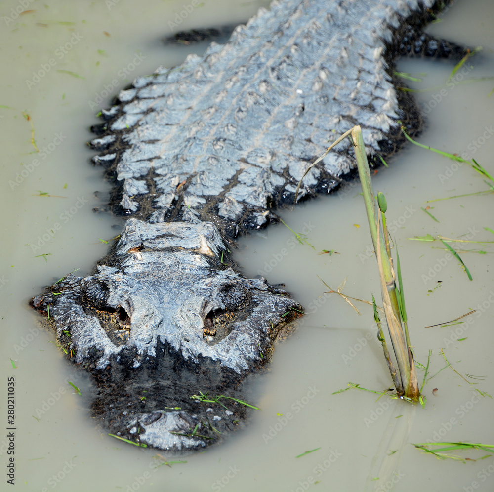 An alligator is a crocodilian in the genus Alligator of the family Alligatoridae. The two living species are the American alligator ( mississippiensis) and the Chinese alligator ( sinensis).