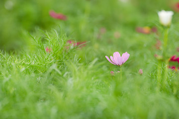 Wall Mural - cosmos flower in the garden