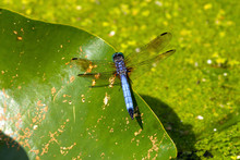 The Blue Dasher (Pachydiplax Longipennis),dragonfly Sitting On The Water Lily Leaf