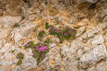 Alpine Flowers Growing In The Rocks Of Italian Alps