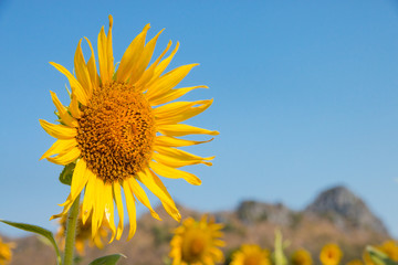 Wall Mural - sunflower field with blue sky.