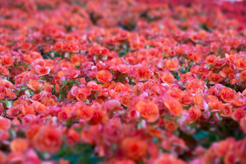 Wall Mural - orange begonia flower in garden