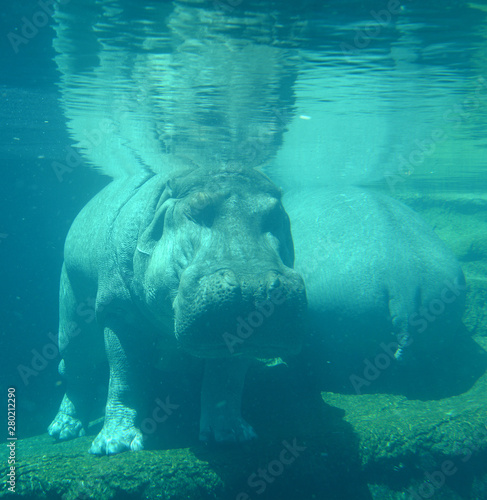 12+ River Horse In Greek Images