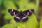 White admiral on green leaf