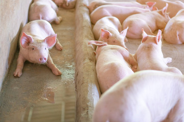 Wall Mural - Group of pig that looks healthy in local ASEAN pig farm at livestock. The concept of standardized and clean farming without local diseases or conditions that affect pig growth or fecundity