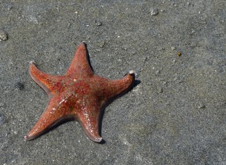 leather sea star on wet sand 