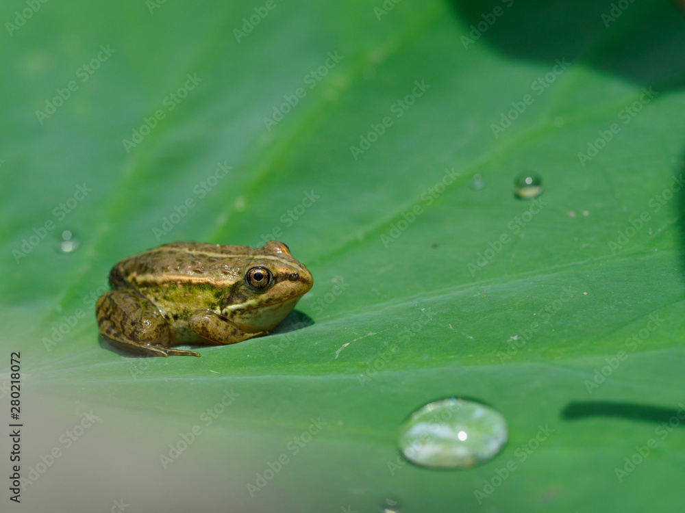蓮の葉の上のカエル Stock Photo | Adobe Stock