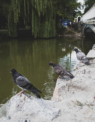 Three doves sitting. Near the bridge and pond. Looking to the left. There is a place for text.