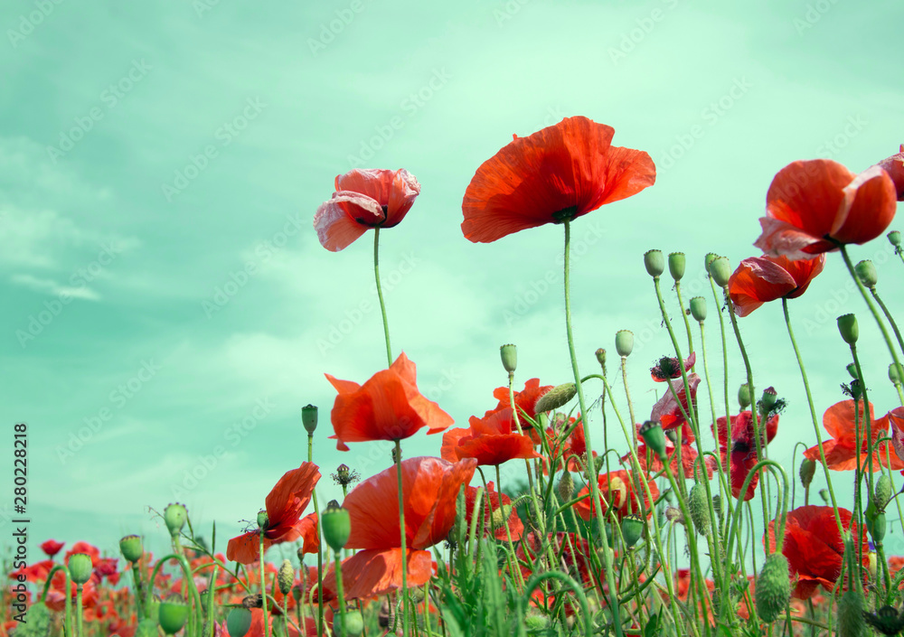 closeup of red poppy on cereal field - obrazy, fototapety, plakaty 