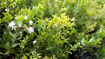 Wall Mural - White flowers on the background of green leaves moving in the breeze.