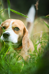 Wall Mural - The Beagle