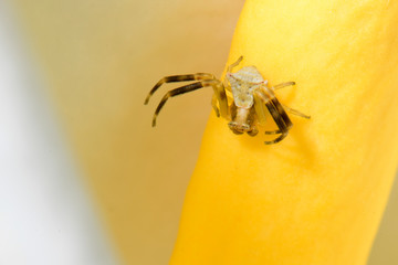 Sticker - Krabbenspinne (Thomisus onustus) auf einem Aronstab (Arum creticum) / Symi, Griechenland - crab spider on an arum / Symi, Greece