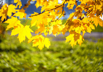 Wall Mural - Yellow autumn leaves of a maple on a tree branch lit by the bright sun on a blurred background of grass.