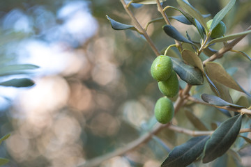 olives on a branch of an olive tree. detail close-up of green fruit olives with selective focus and 