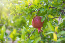 Ripe Pomegranate Tree Is Growing In Garden Garden. Tree Branch With Fresh Pomegranate