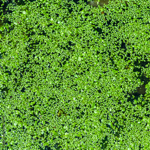 Green duckweed on the water