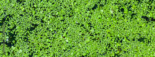 Green duckweed on the water