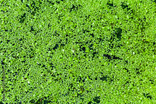 Green duckweed on the water
