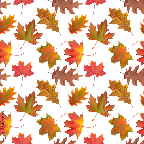 Pattern oak, maple, sycamore multicolored autumn leaf  on white background.