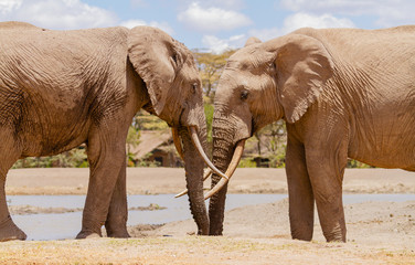 Two elephants loxodonta africana meet greet rub trunks head to head Ol Pejeta Conservancy Sweetwaters waterhole Kenya East Africa side view luxury tents sunny day. Friends saying hello sunshine