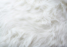 Fur, White Color, Rug, Textured, Fluffy, Backgrounds, Elegance, Softness, Fake Snow, Horizontal, Manufactured Object, Photography
