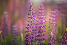 Blooming Lupine Flowers. Violet And Pink Lupin In Meadow. Colorful Bunch Of Lupines Summer Flower Background.