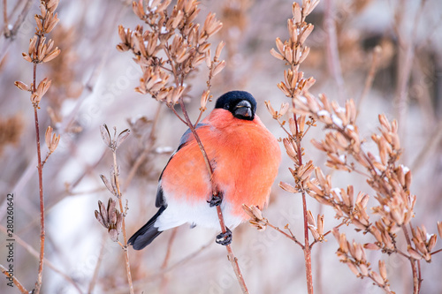 Fotomural winter bird bullfinch on tree branches feeds on tree seeds