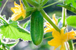 Fresh green cucumber and yellow flowers growing on plant in a rural greenhouse