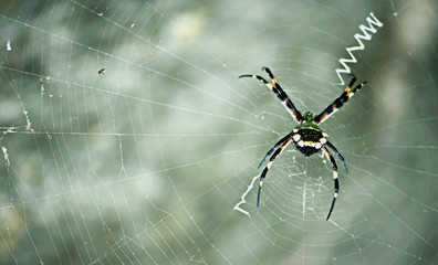 spider insect nature macro closeup 