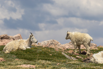 Wall Mural - Mountain Goats in Summer