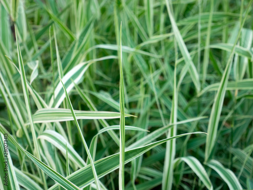 Fotografía CAREX foliosissima 'Silver Sceptre', Sedge leafy, green grass.