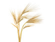 Ears of barley isolated on a white background