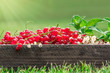 Old wooden box with freshly harvested ripe red and white currants and mint leaves on green grass and natural blurred background