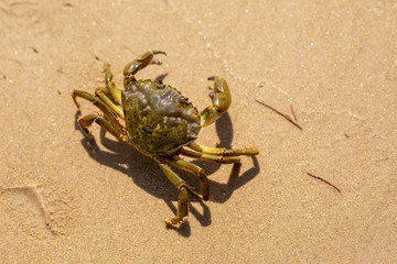 Wall Mural - Crab on the beach