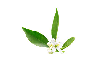 Wall Mural - Neroli flowers and buds after spring rain isolated on white. Azahar blossom.