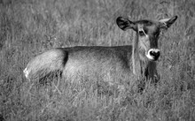 The Waterbuck Is A Large Antelope Found Widely In Sub-Saharan Africa. It Is Placed In The Genus Kobus Of The Family Bovidae.
