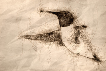 Poster - Sketch of Black-Chinned Hummingbird Searching for Nectar in the Flower Garden