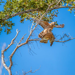 A pair of Red-shouldered hawks mating in Flamingo Campground.Everglades National Park.Florida.USA