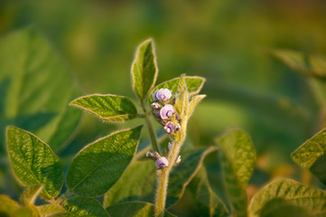 Wall Mural - The stem of a flowering soy plant in a field reaches for the sun. Young flowering soybean plants on the field.  Selective focus.