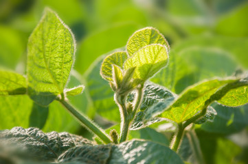 Wall Mural - Delicate flower buds of soybean plants on the stem are ready to bloom. Young plant in a field in the rays of the morning sun. Selective focus.