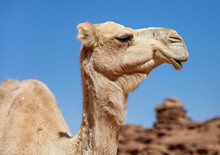 Close Up Of A Camel's Face. 