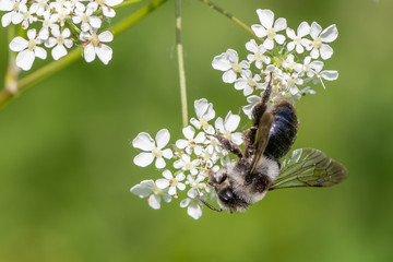 Ashy mining bee (Andrena cineraria)