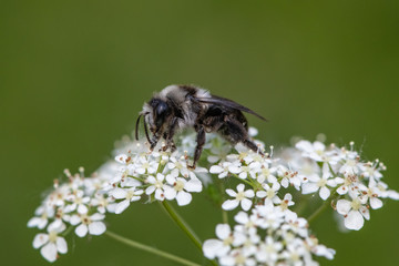 Ashy mining bee (Andrena cineraria)