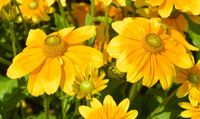 Rudbeckia. The species are commonly called coneflowers and black-eyed-susans; all are native to North America and many species are cultivated in gardens for their showy yellow or gold flower heads. 